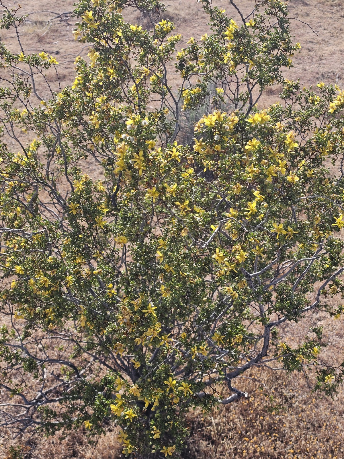 100 Creosote Bush Seeds (Larrea tridentata) [Cold Hardy 5-10F] – CA Native