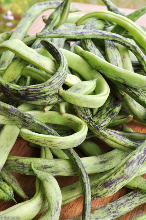 Rattlesnake Bean Seeds (Pole) | Purple Green Dragon Runner Snake Beans Seed 2024