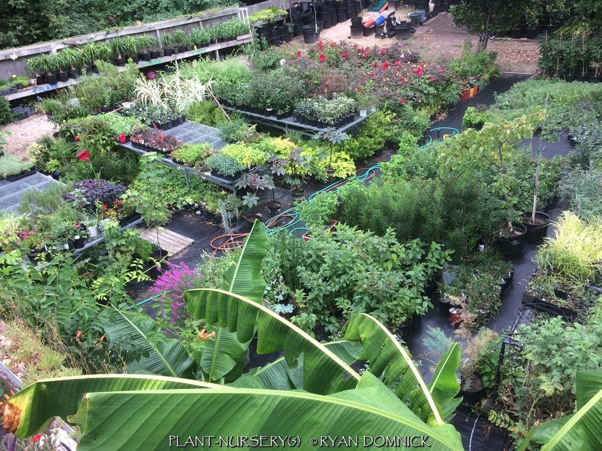 BULK SEEDS!…Cucurbita foetidissima…Cascading Buffalo Gourd…QTY/bag=100
