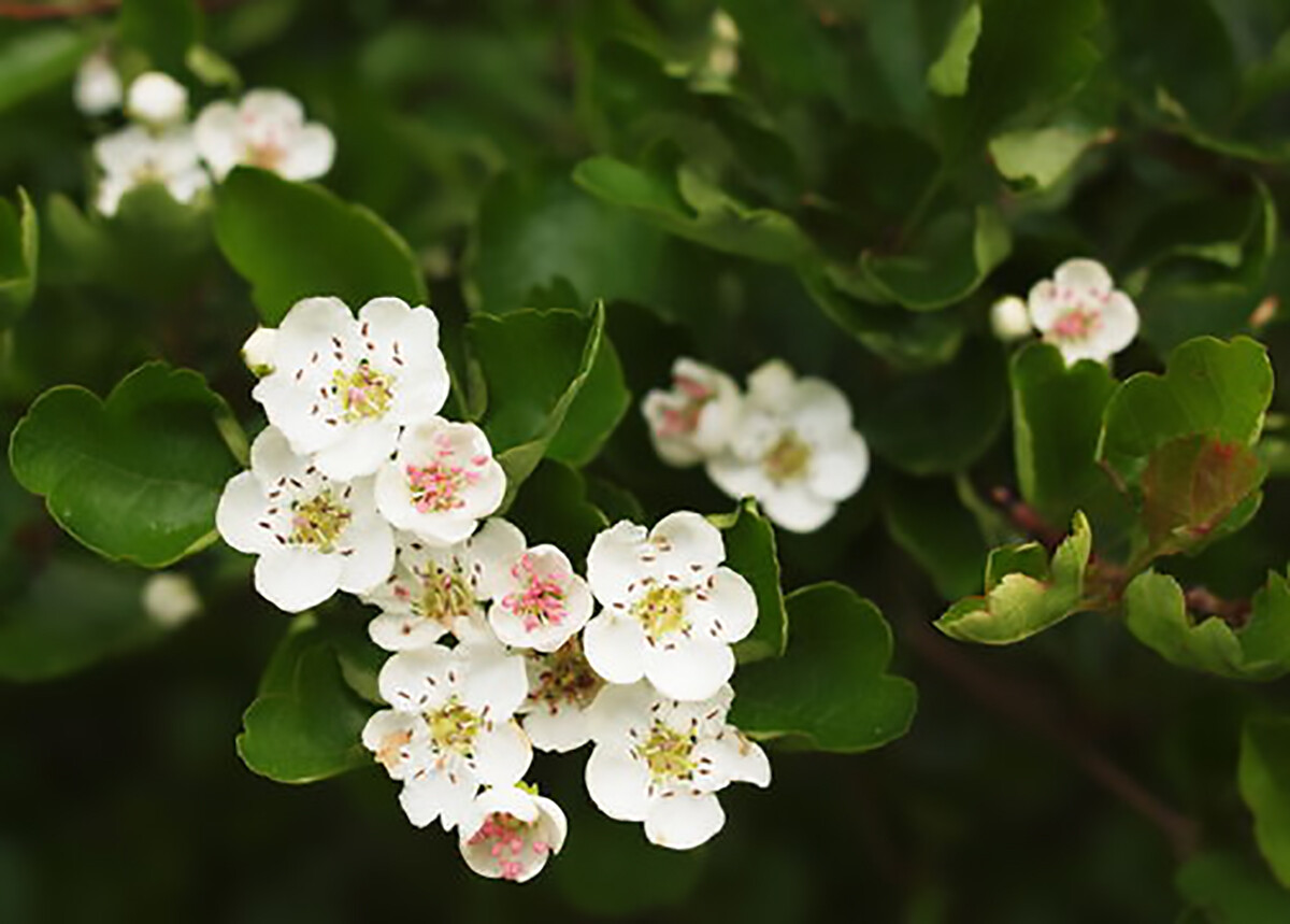 English Hawthorn, Crataegus laevigata, Tree Seeds