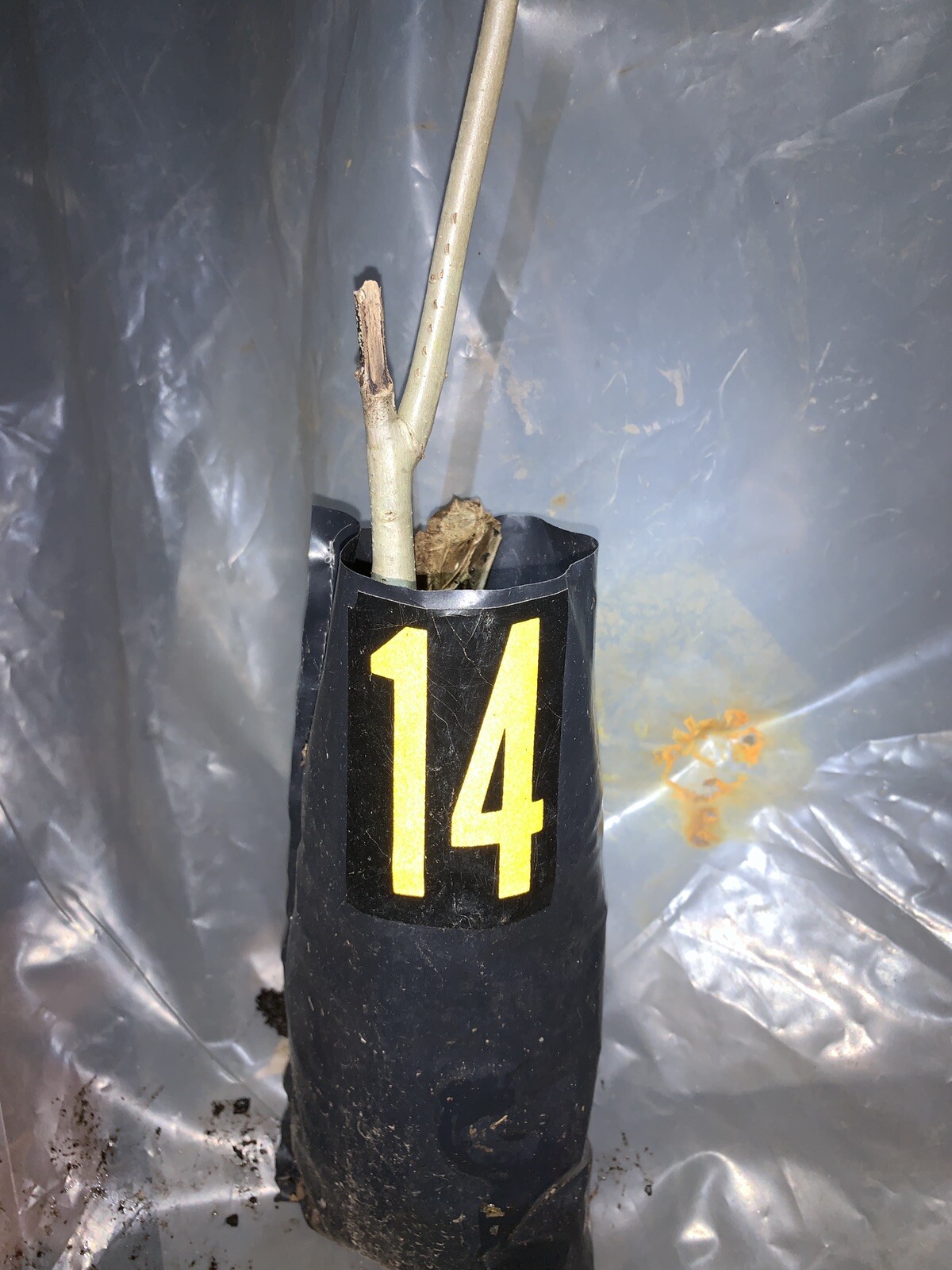 Exact plant #14 Overcup oak or Swamp Post oak (Quercus lyrata) bare root 3 Years