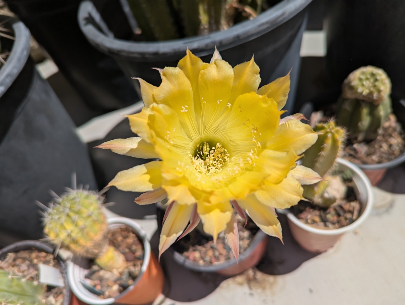 Echinopsis cactus hybrid ‘Candlelight’ 2x Rooted Pups