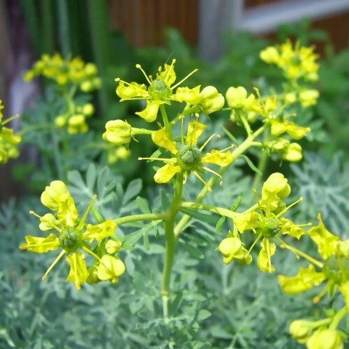 50 Common Rue (Medicinal Herb) Seeds .(Garden Rue/ Herb of Grace/Ruta graveolens