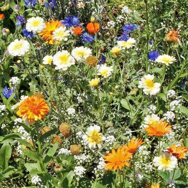 2001+Tall NATIVE WILDFLOWER MIX Seeds 19 Flowering Annuals Cut Flowers Fast Easy
