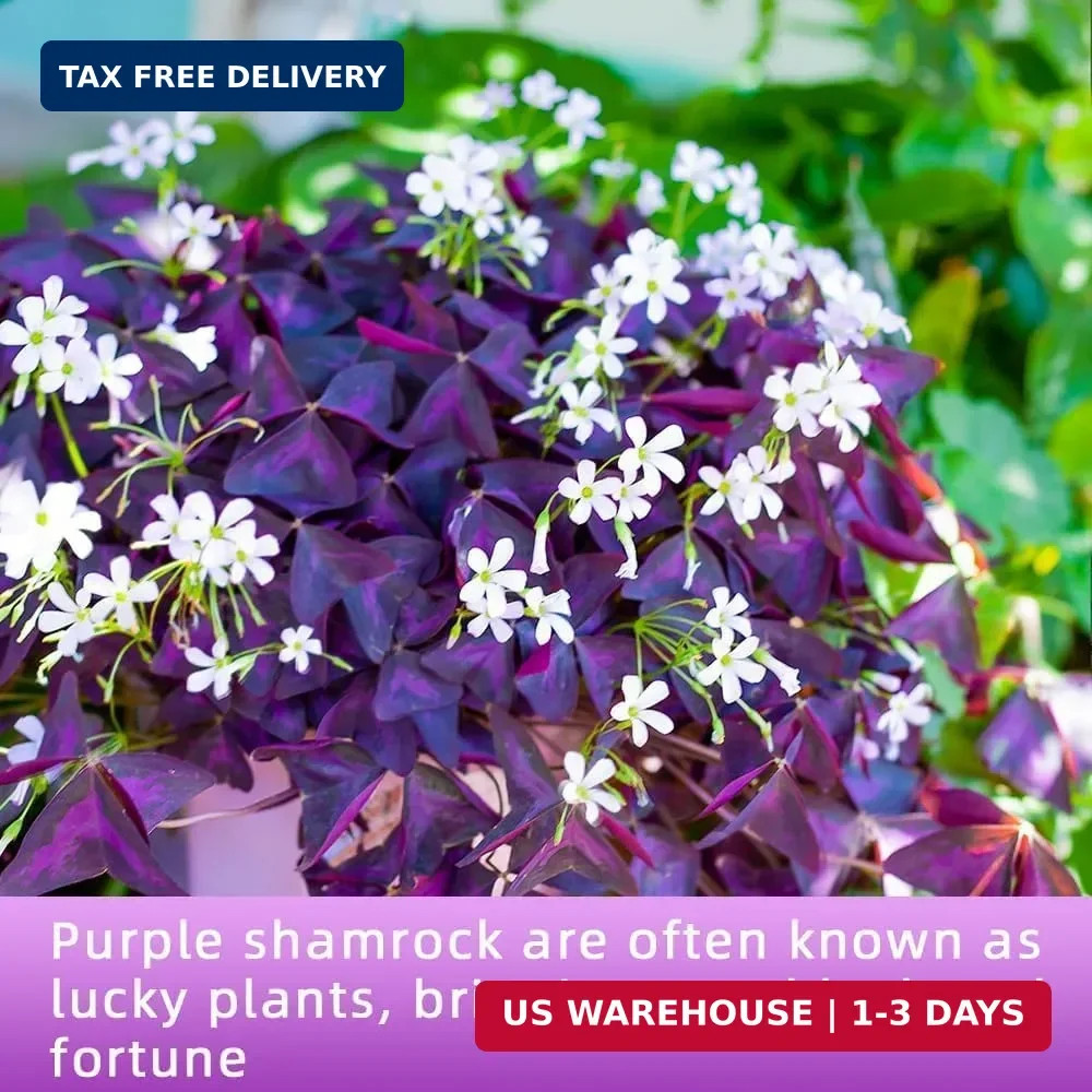 Purple Shamrock Bulbs 12 Pcs Good Luck Purple Oxalis Bulbs for Planting Indoor a
