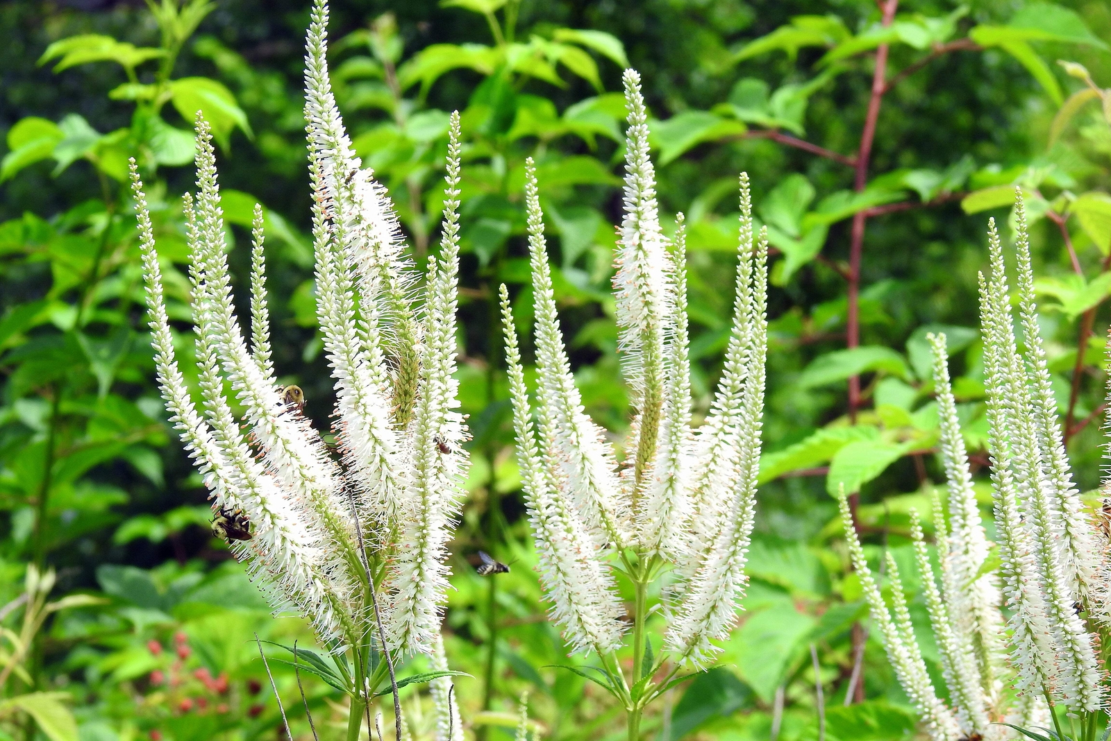 1000 CULVERS ROOT (Black Root) Veronicastrum Virginicum Flower Seeds