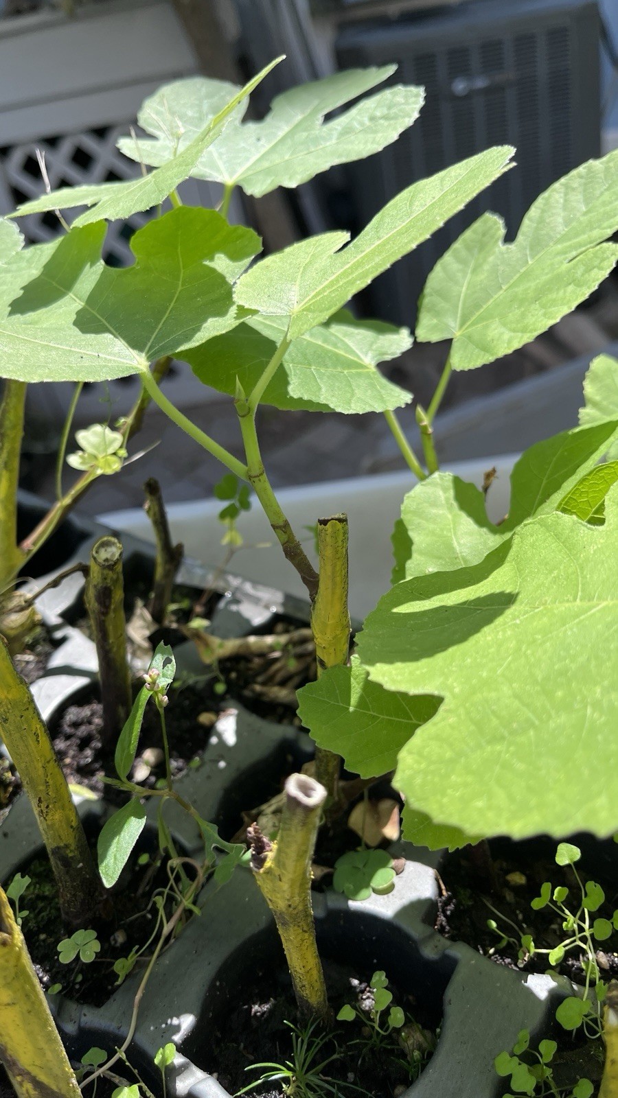 Fig Tree White Marseilles Plant well rooted starter plant 3-5 inches tall