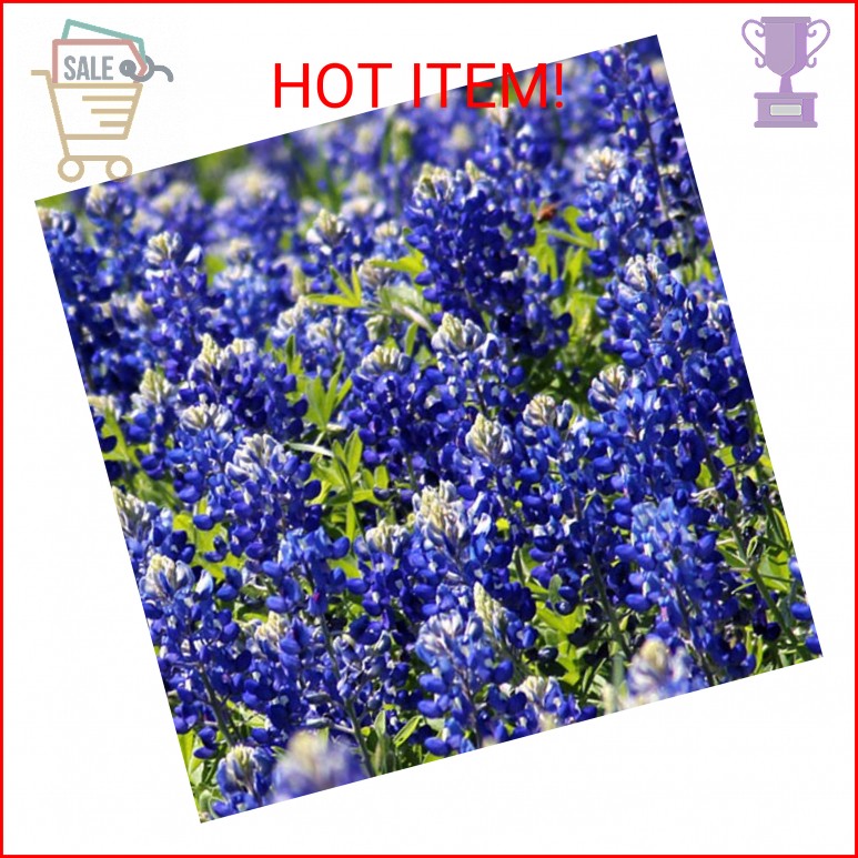 1000+ Texas Bluebonnet Seeds for Planting – Annual Lupinus Texensis, Heirloom Qu