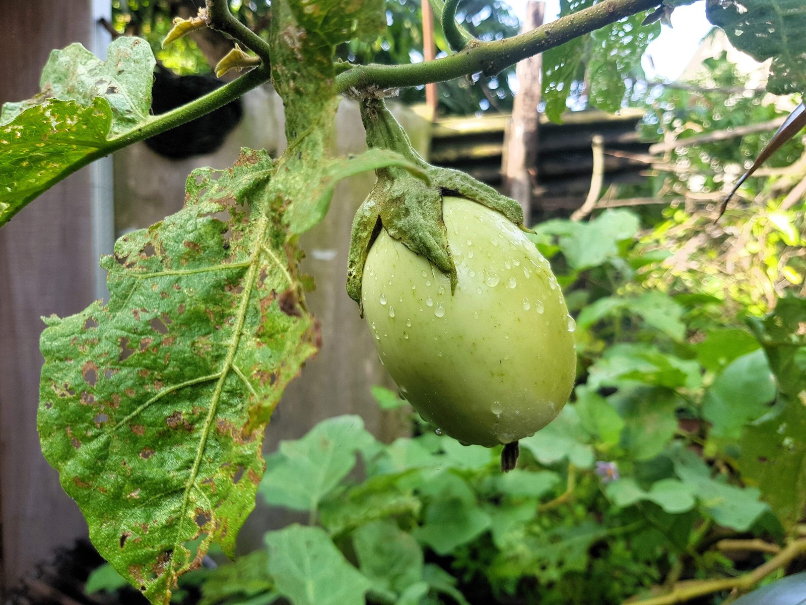 25 APPLEGREEN EGGPLANT Green Fruit / Vegetable Solanum Melongena Seeds *Comb S/H