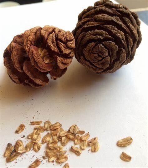 Giant Sequoia (Sequoiadendron giganteum), 25+ seeds, 2024 Harvest