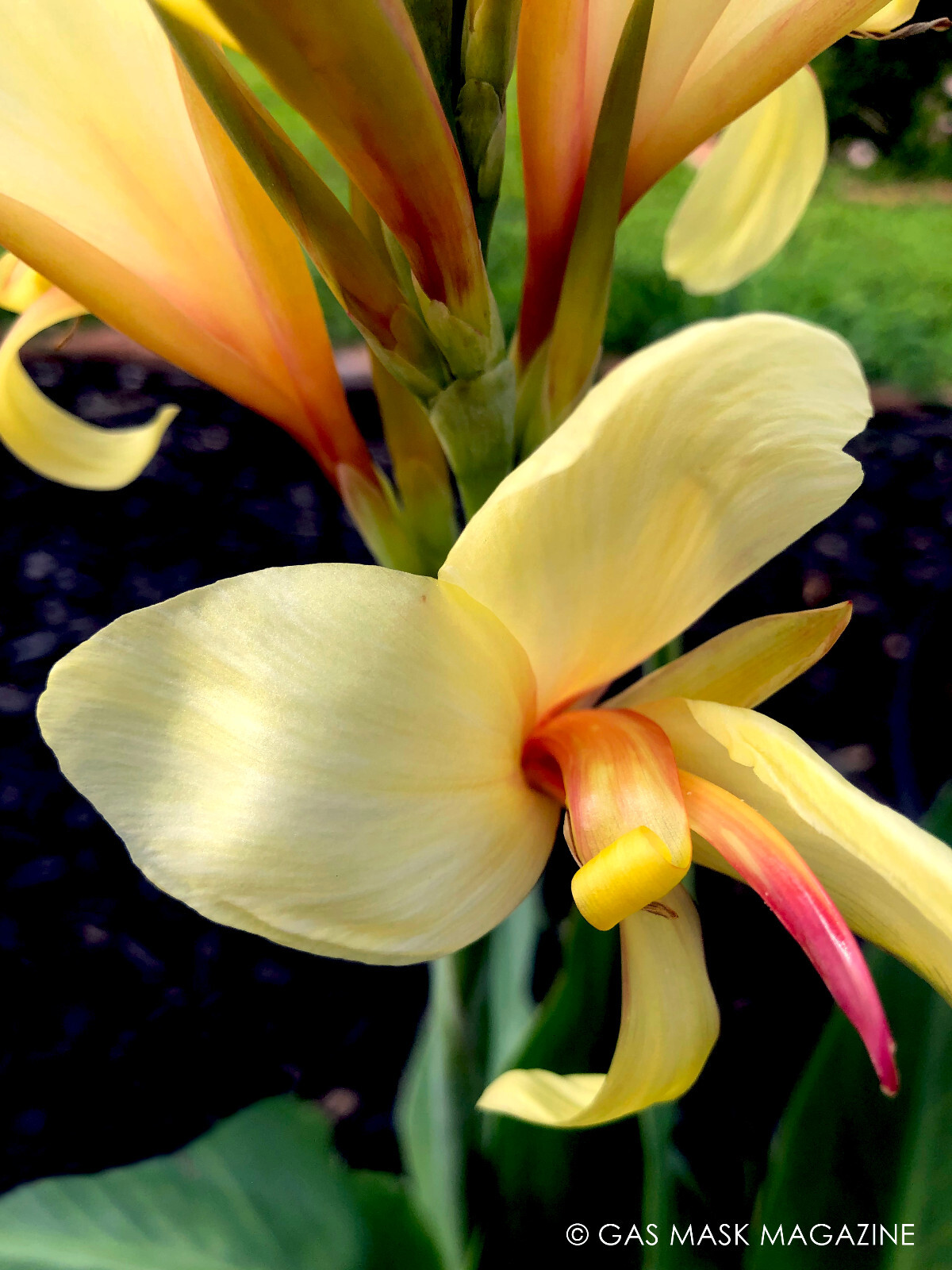 Canna Lily Rhizome, Davia (Creamy Yellow Blooms)