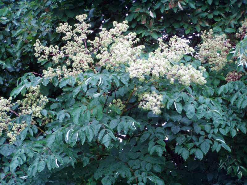 12-24 inches tall Aralia spinosa American Angelica Tree DEVIL’S WALKINGSTICK
