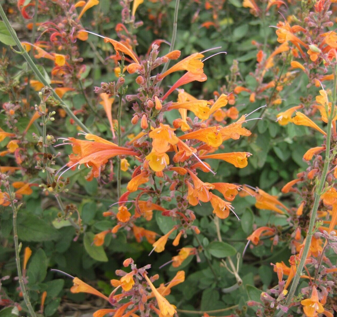 HUMMINGBIRD MINT Seeds *FREE Shipping!* Agastache aurantiaca, Anise Hyssop Seeds