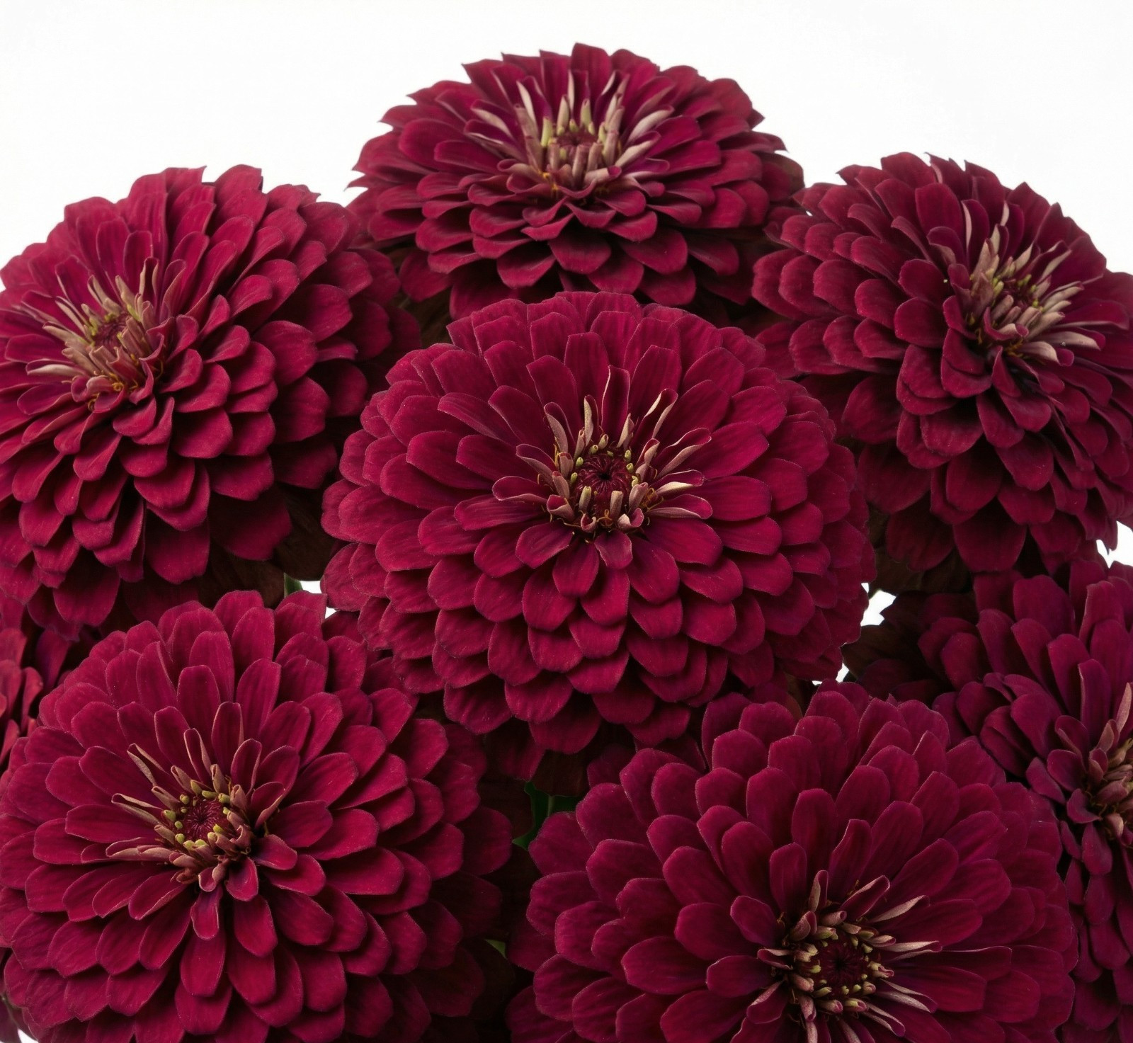 Zinnia Benary’s Giant WINE Cut Flower Garden 4-6″ Blooms Tall Non-GMO 25 Seeds