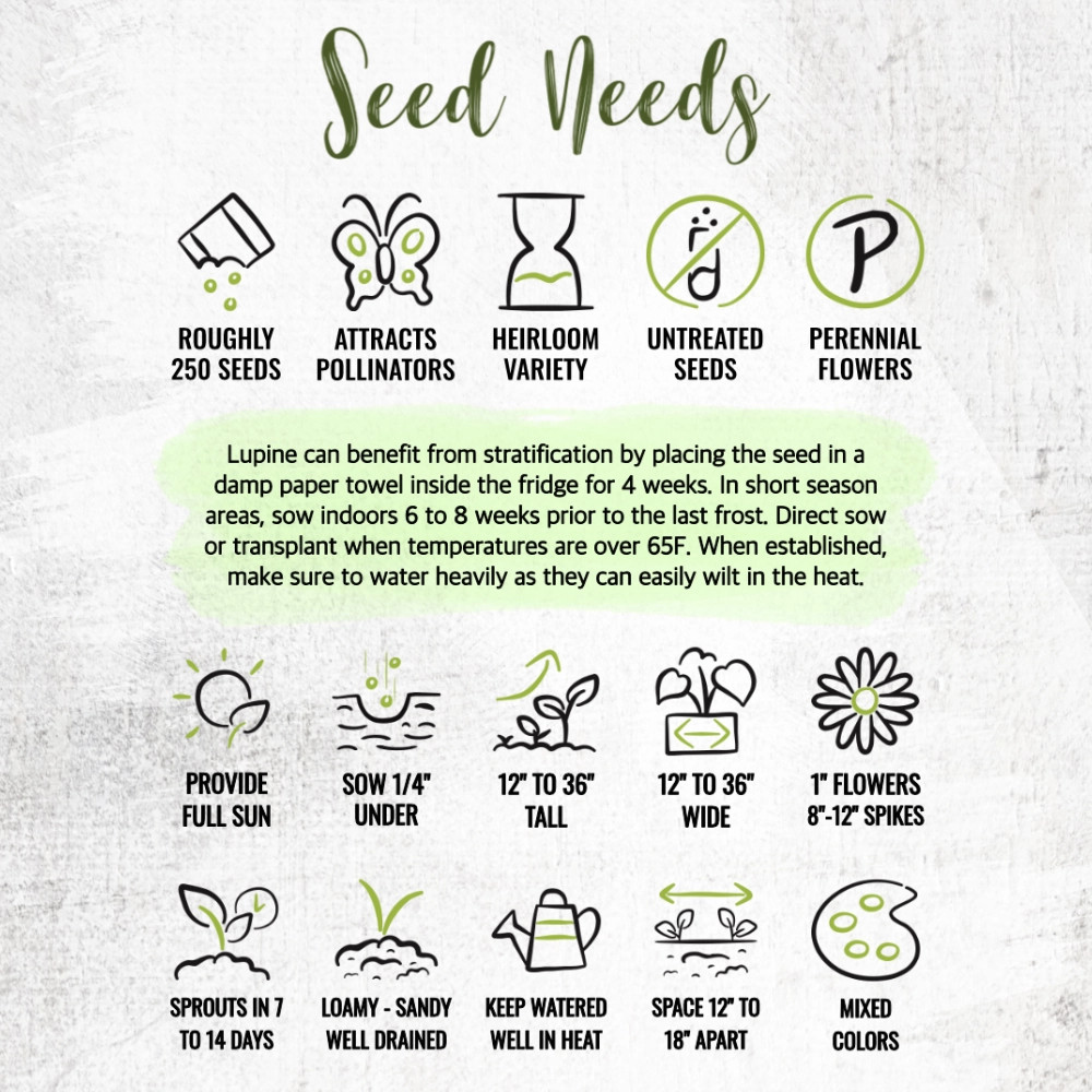 Lupine Russell Seeds For Planting (Lupinus polyphyllus)