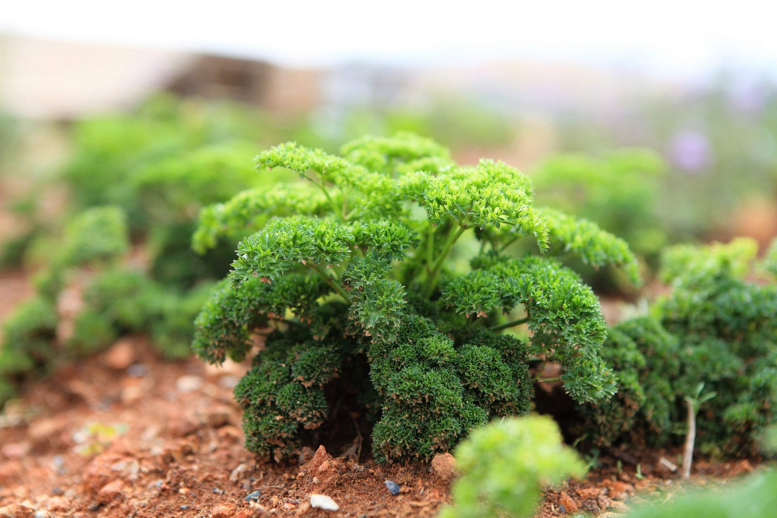 500 FOREST GREEN PARSLEY Petroselinum Crispum Double Triple Curl Vegetable Seeds