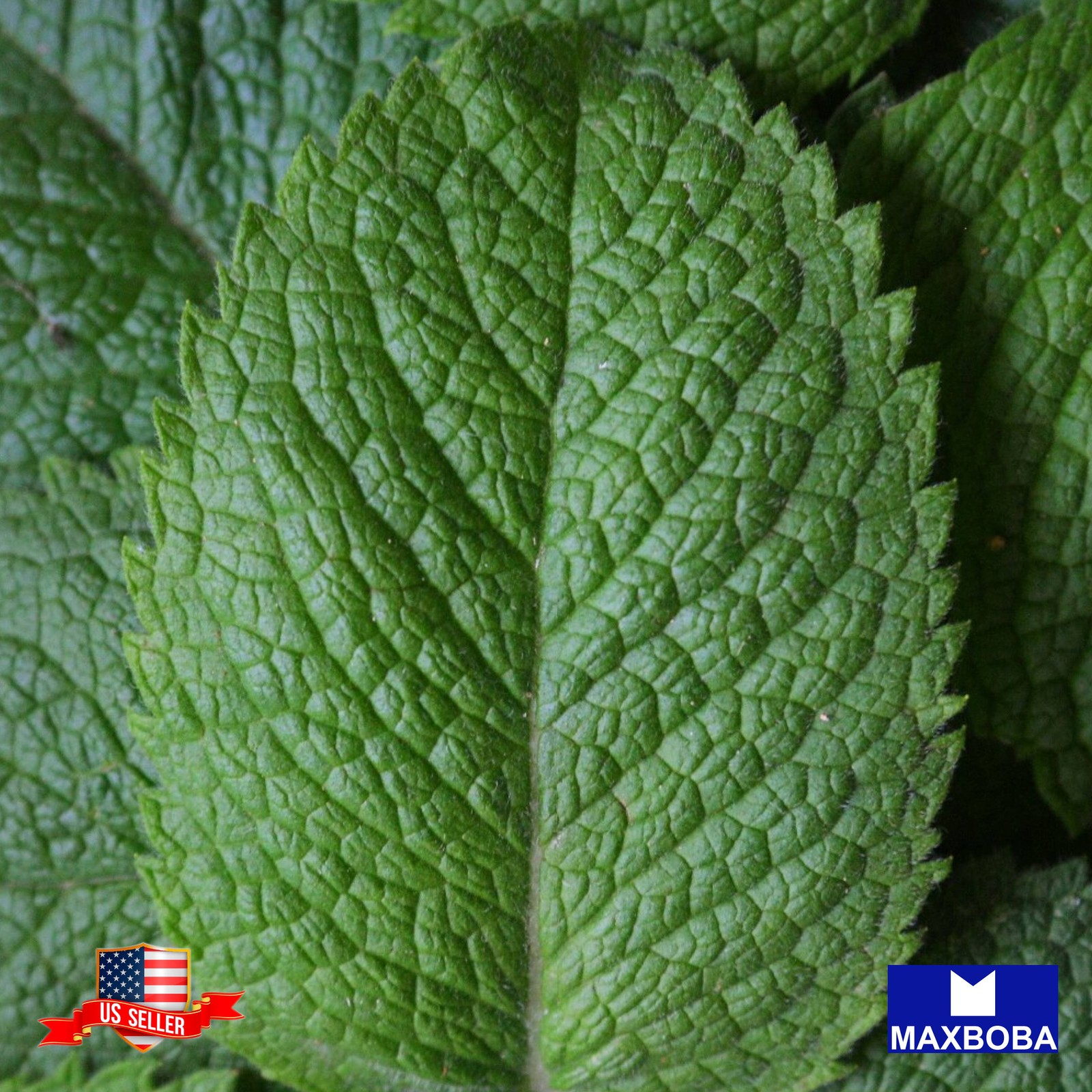 80 Shiso Herb Seeds Perilla Green Non-GMO Heirloom