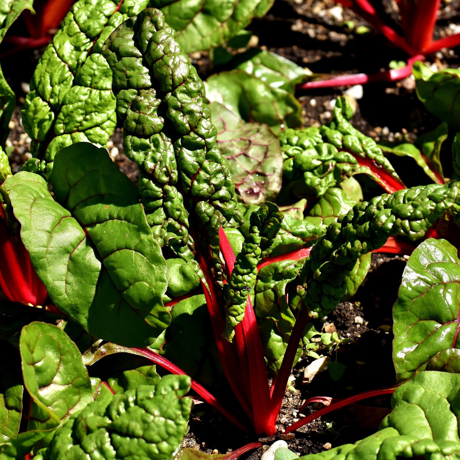 Swiss Chard Ruby Red Seeds, Edible Greens, Tender Leaves, Non-GMO, Free Shipping
