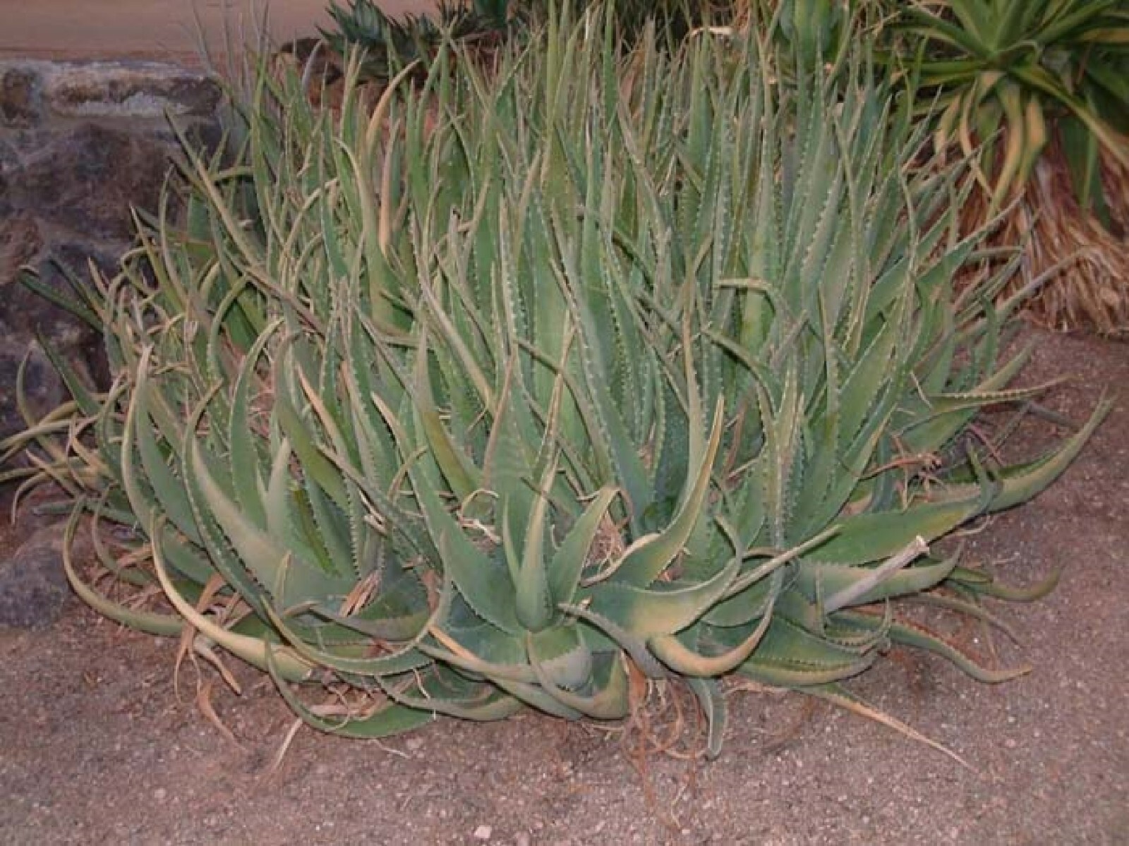 Aloe Camperi Flowering Succulent | Fast Growing 10 seeds Free Shipping!