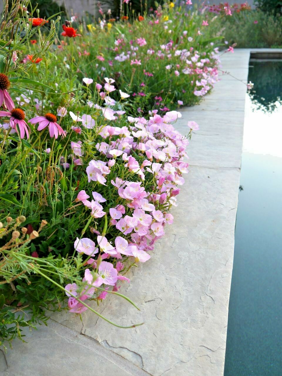 501+SHOWY Mexican EVENING PRIMROSE Seeds Groundcover Container Flower Garden