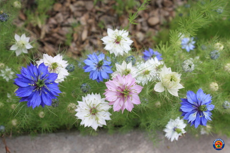 2000 Love In a Mist Flower Seeds Mix Miss Jekyll Nigella