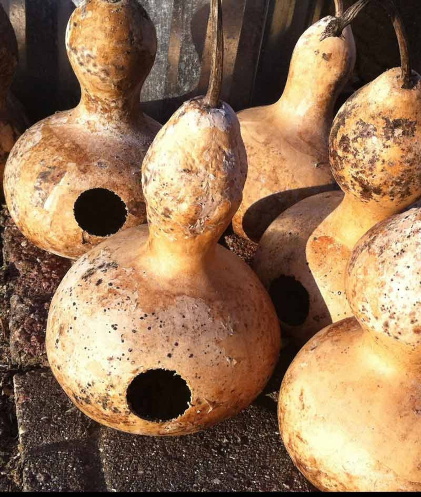 12+ Purple Martin Birdhouse Gourd Seeds — Heirloom ———- FRESH