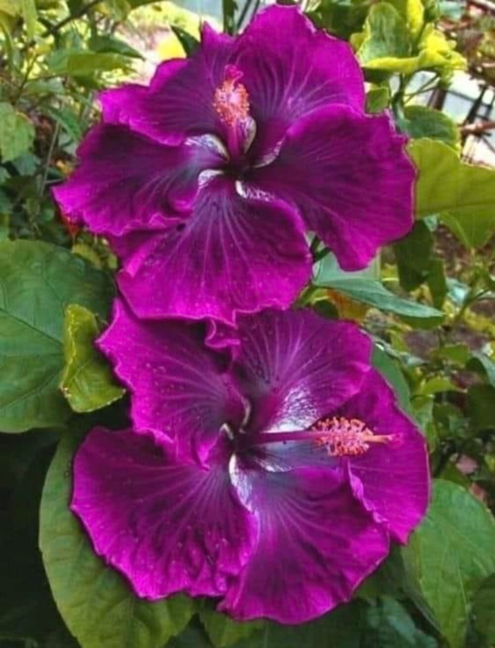 20 Purple Hibiscus Seeds Flowers Flower Seed Perennial Bloom US SELLER