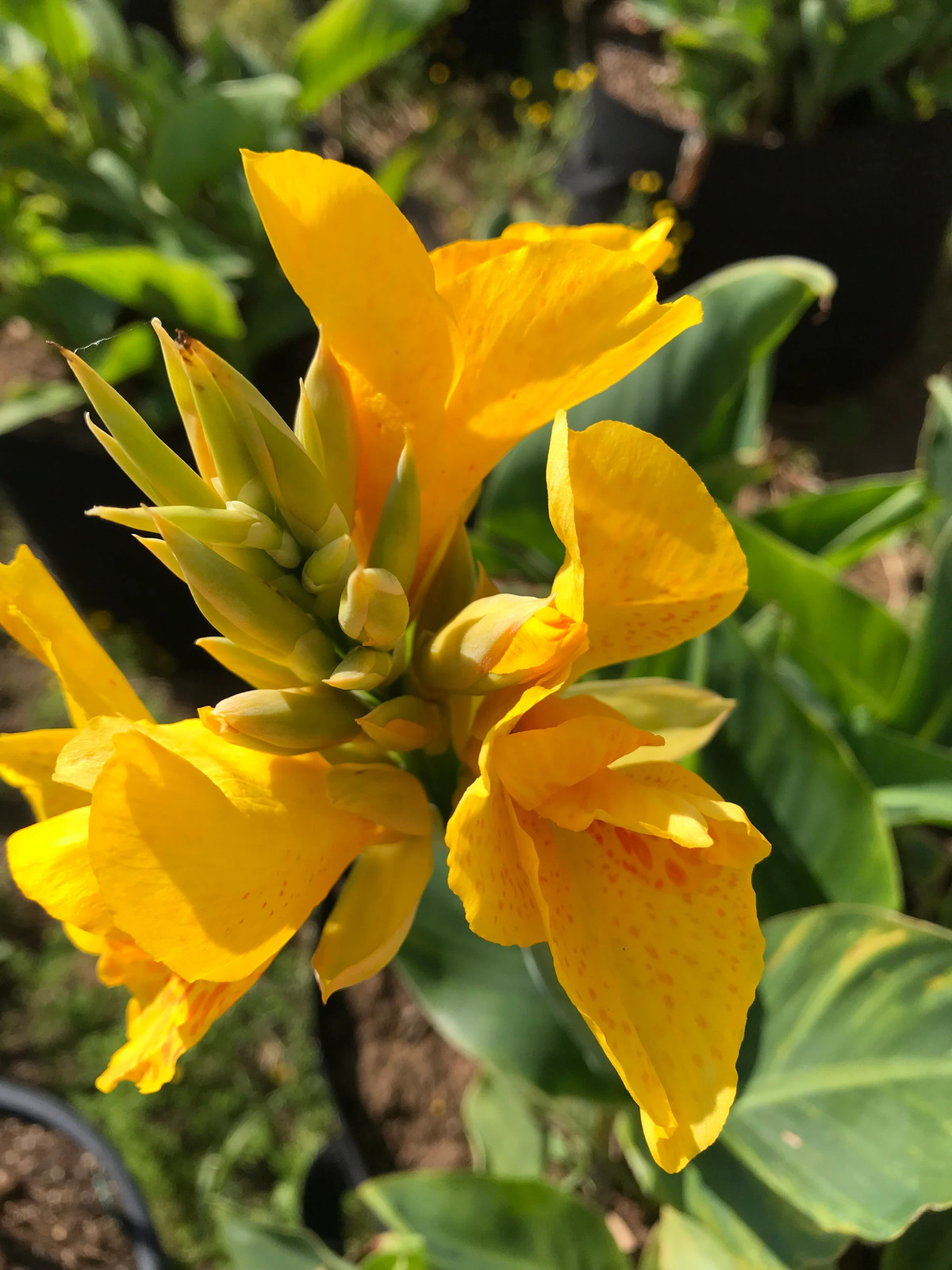 Golden Lucifer Rhizomes – Yellow Red Speckled Blooms – 1-Rhizome