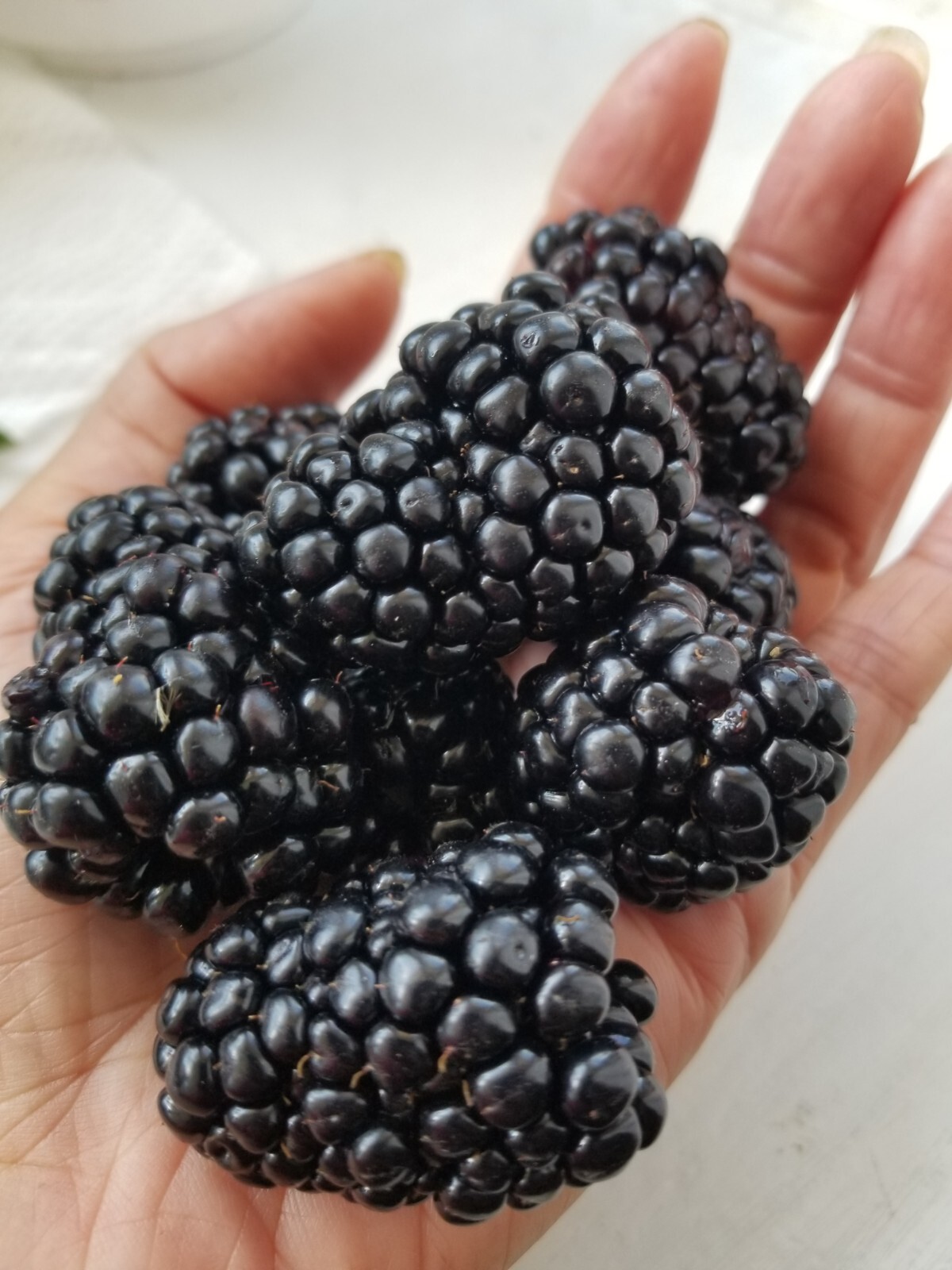 Thornless Blackberry Seeds 15 Triple Crown+15 Chester+15 Natchez