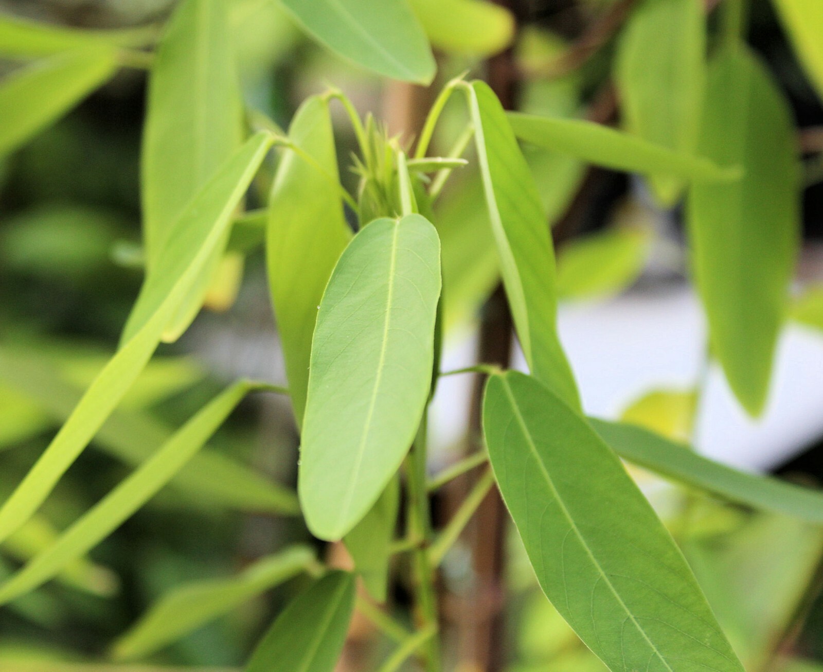 Codariocalyx Motorius 20 Seeds, Telegraph Dancing Plant, Desmodium gyrans