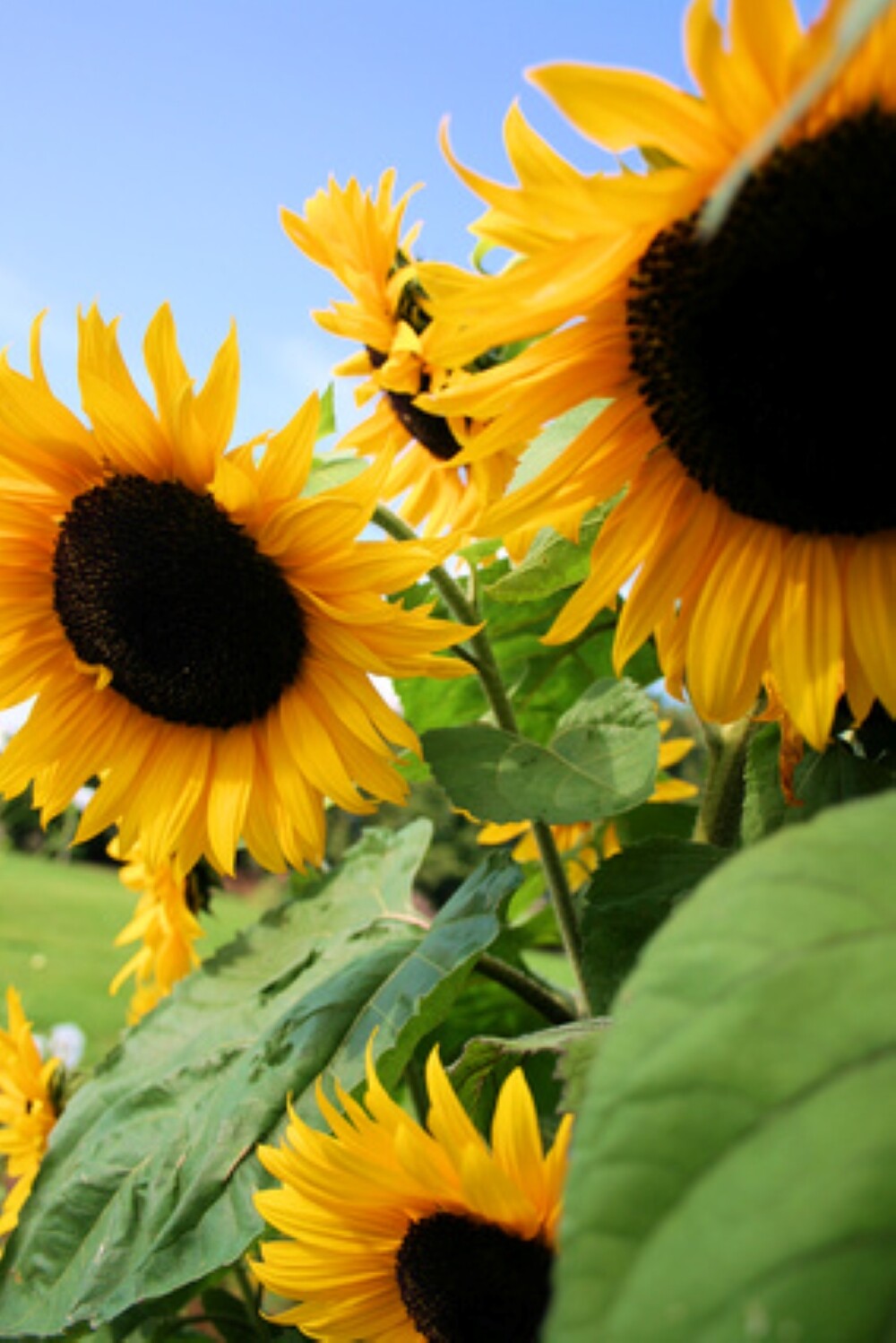 BULK Sunflower Seeds For Planting | Large Black Oil Mammoth Sun Flower Seed 2023