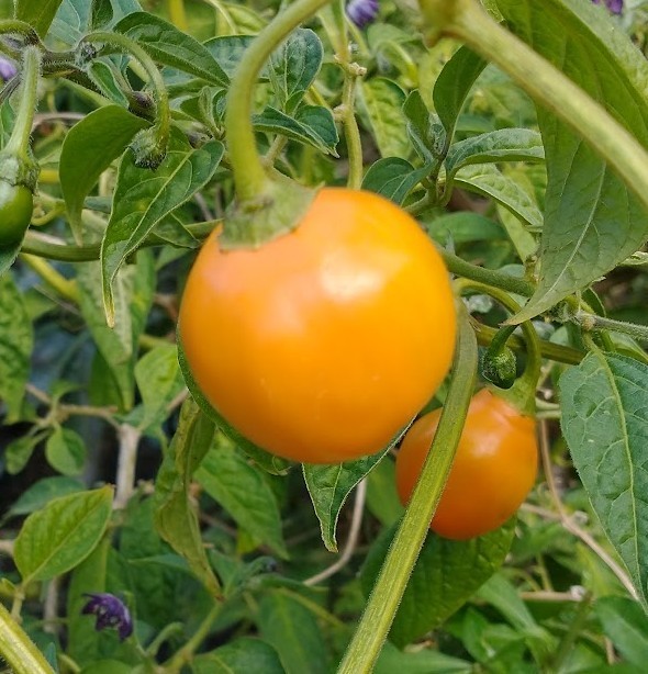 Honey Badger Manzano Chile pepper seeds (FREE SHIPPING to USA) (24)