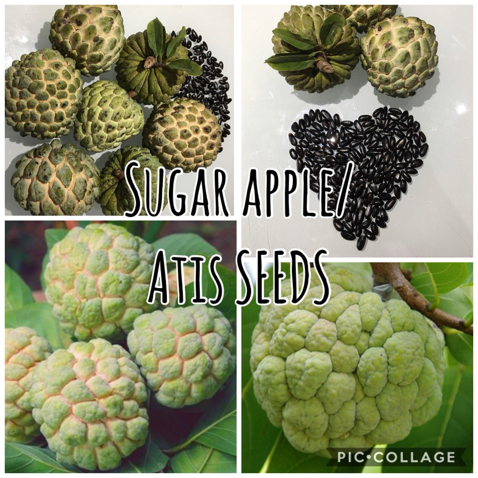 10 SEEDS ONLY Sugar Apple | Atis | Organic | SEEDS ONLY For Planting