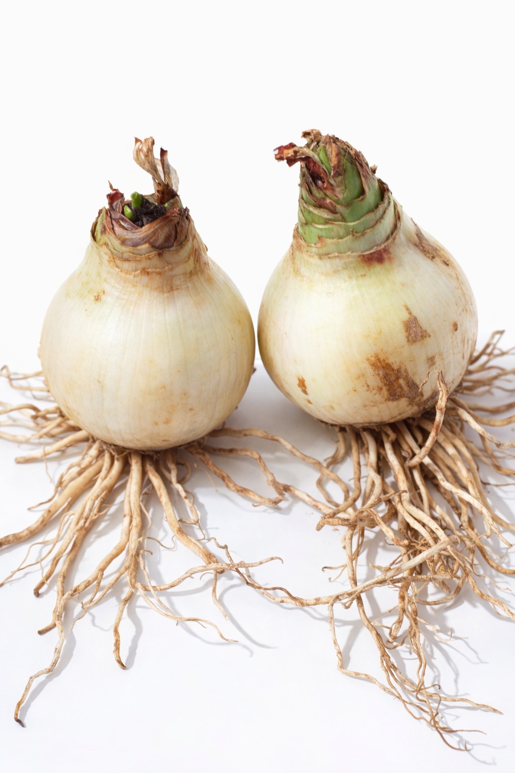 Set Of 2 Amaryllis Bulb – Large Blooming Flower Bulb | Indoor Winter Blooms