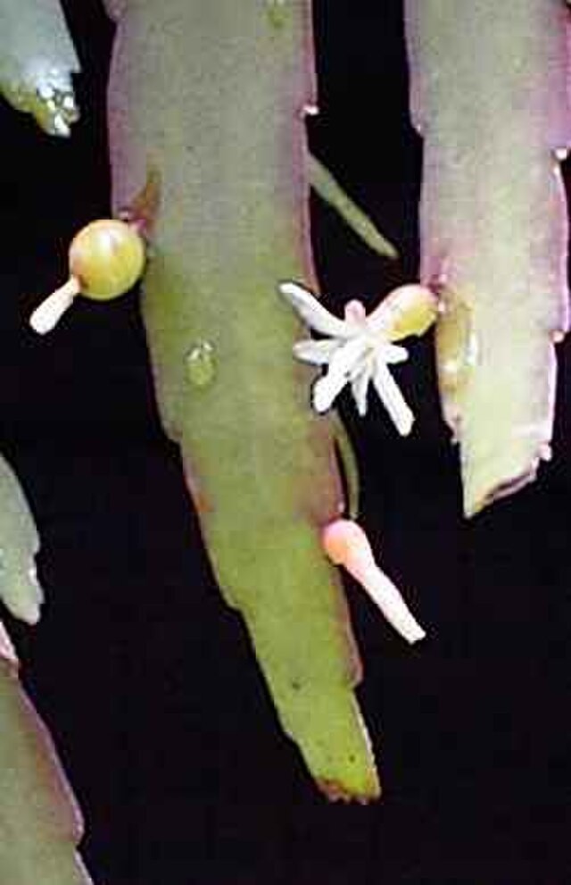 Rhipsalis ramulosa | Red Mistletoe Cactus | 10 Seeds