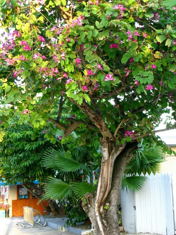 Purple Orchid Tree, Bauhinia Purpurea, Tree Seeds (Fast, Showy, Fragrant)