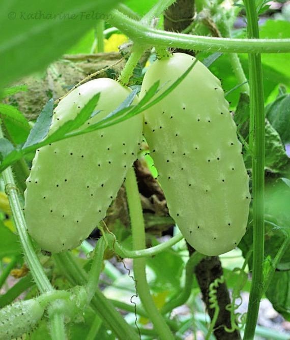 31+MINIATURE Sweet White Bush CUCUMBER Seed Container Vegetable Garden Organic