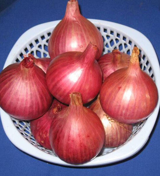 200+ Onion Seeds Ruby Red Onion Red Stem Scallion(Alllium cepa) USA