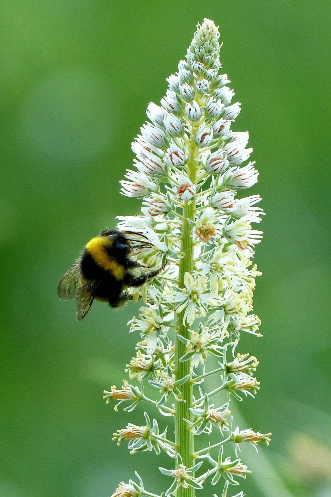 200 WHITE MIGNONETTE Reseda Alba VERY FRAGRANT Flower Seeds *Flat S/H