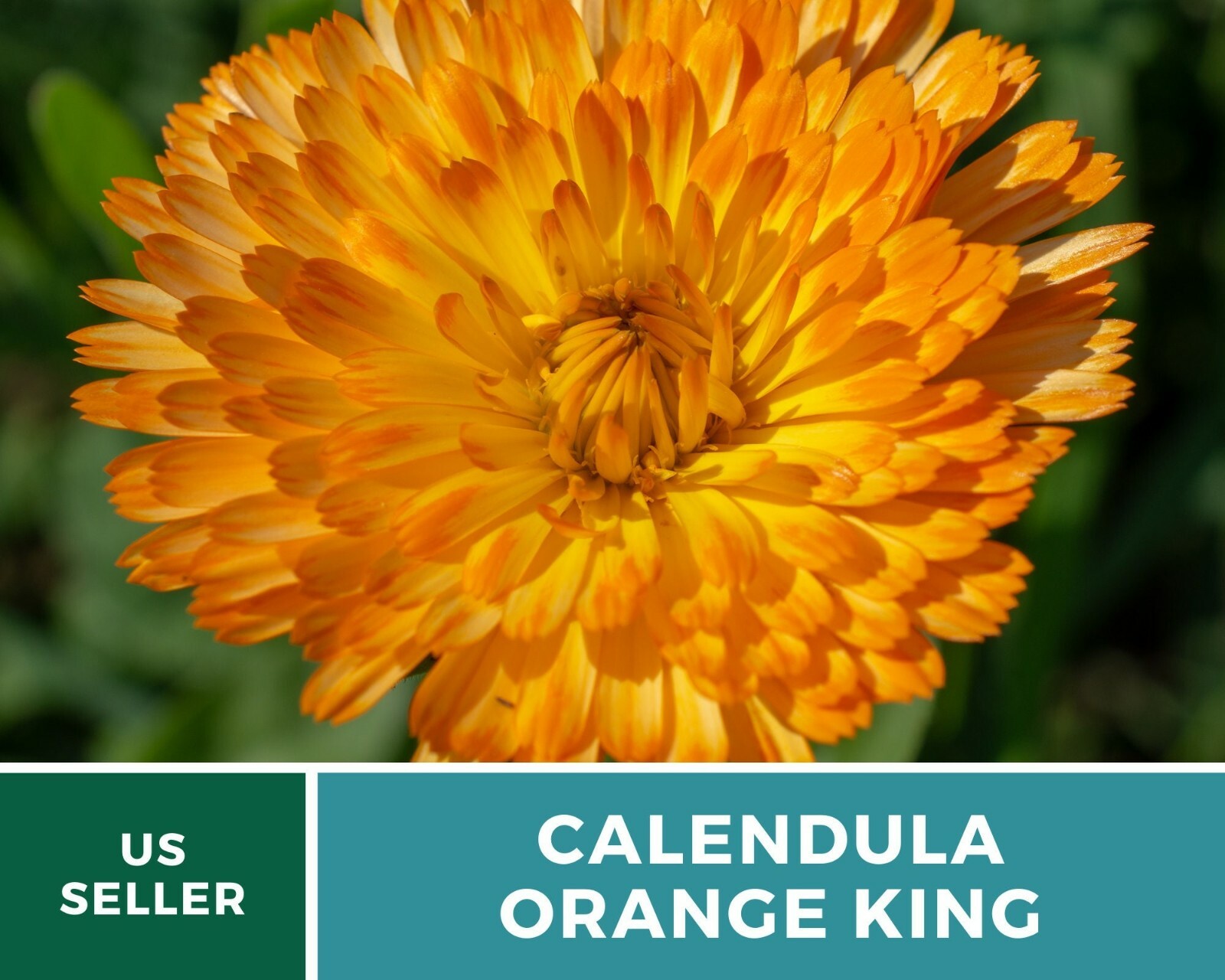 Calendula, Orange King – Heirloom Seeds – Medicinal & Pollinator Friendly Flower