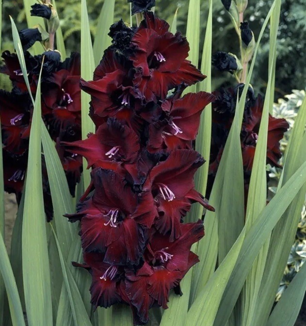 Gladiolus ‘Black Sea’ (7) Bulbs , Burgundy Black Foliage,Velvety Blooms