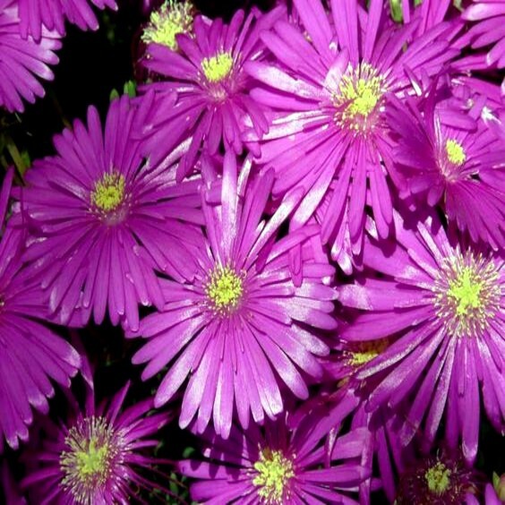 20 ICE PLANT Seeds (Delosperma Cooperi) Daisy Flower Hardy Ground Cover Plant