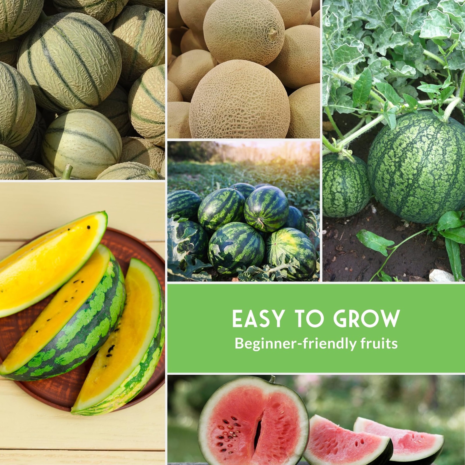 Melon Seeds for Planting Variety Pack – 6 Heirloom Cantaloupe, Honeydew & Wat…