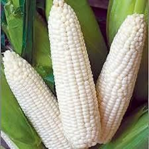 Truckers Favorite White Corn , 1 Pound Pack, Heirloom, USDA Certified NON GMO
