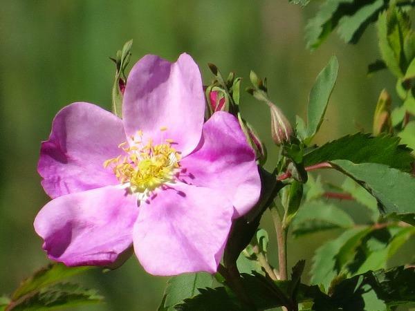 Rosa arkansas | Wild Prarie Rose | 100 Seeds