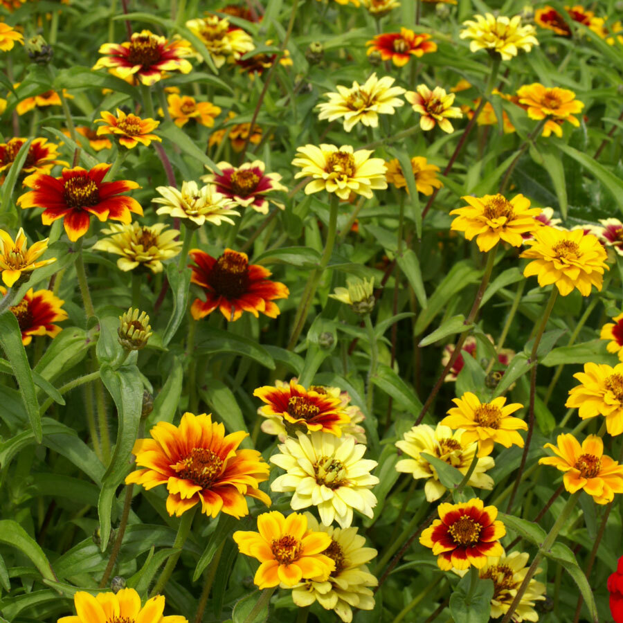 Zinnia MEXICAN PERSIAN CARPET MIX Dwarf Flower Pollinators Non-GMO 500 Seeds