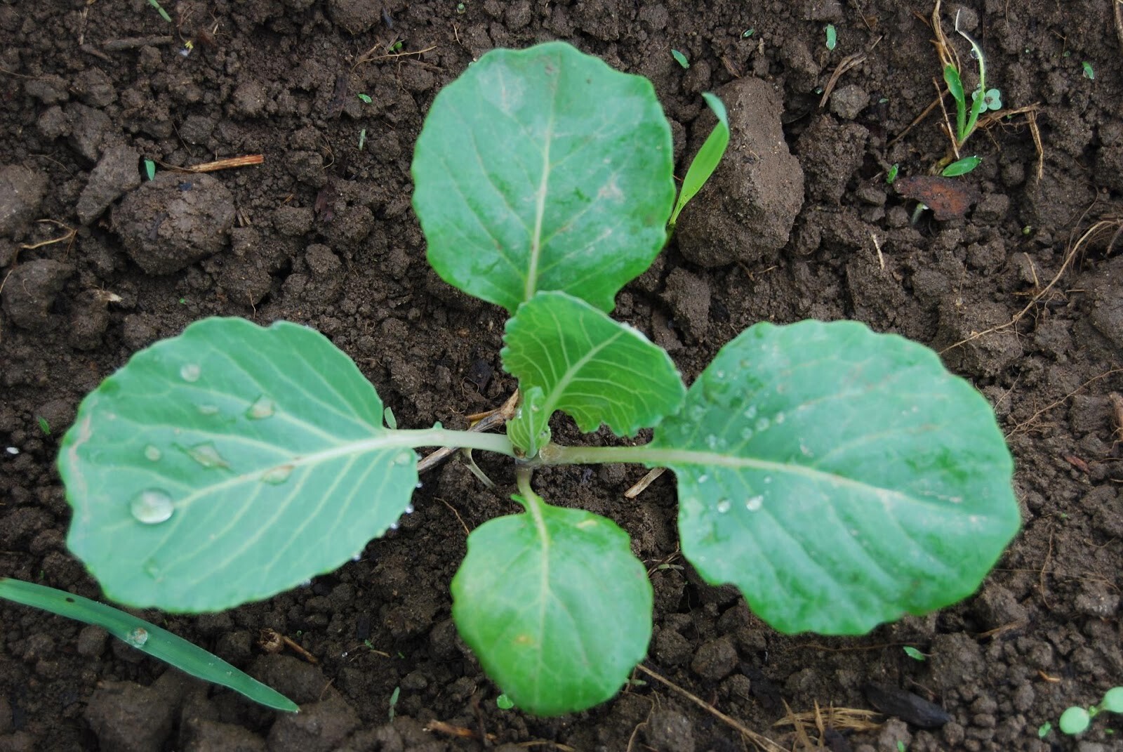 401+RED ACRE Cabbage Seeds Heirloom Spring Fall Vegetable Garden Patio Container