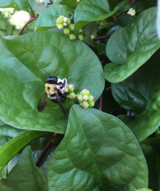 USA 600 Red Stem Malabar Spinach seeds alugbati pak plang mồng tơi Jul-2022 lot