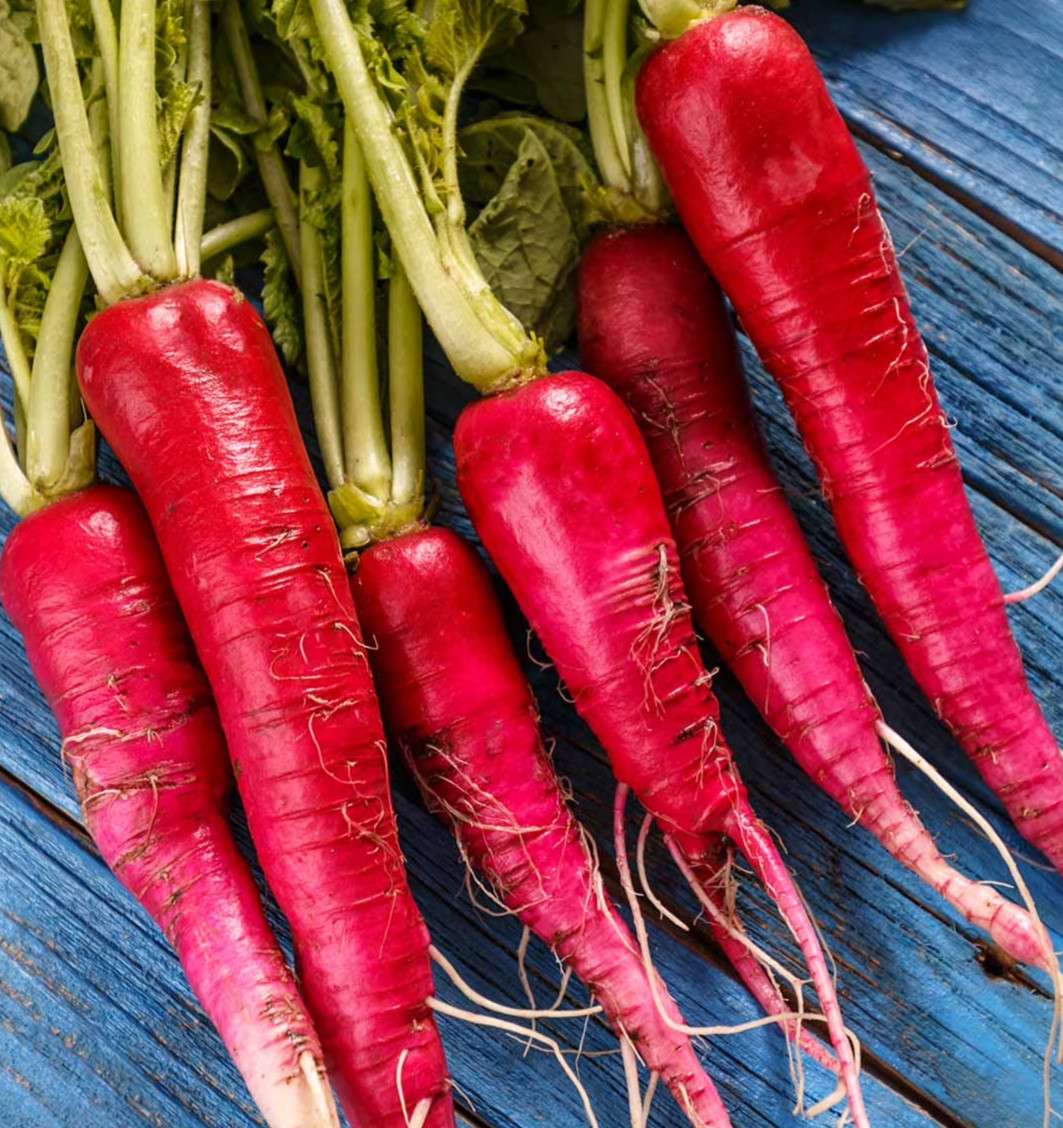 RED DAIKON RADISH SEEDS 200+ VEGETABLE garden ASIAN culinary FREE SHIPPING