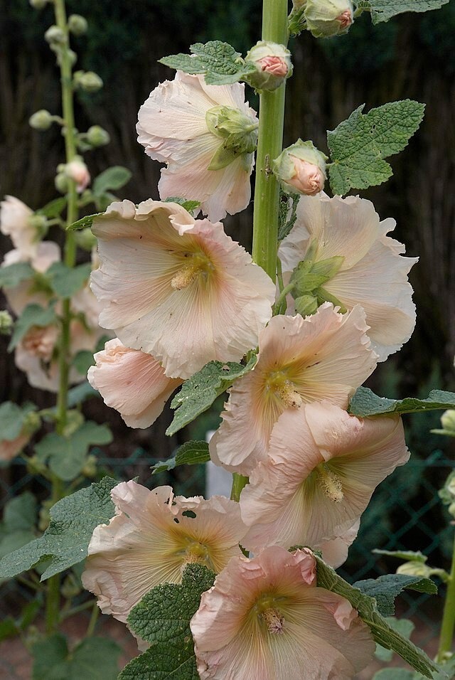 GIANT HOLLYHOCK MIXED COLORS 50 SEEDS, HARDY PERENNIAL, EZ TO GROW, USA SELLER